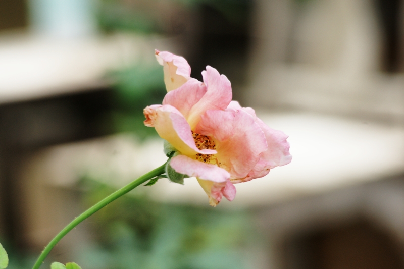 MINOLTA AF ZOOM 35-105MM.F3.5(22)-4.5 A MOUNT