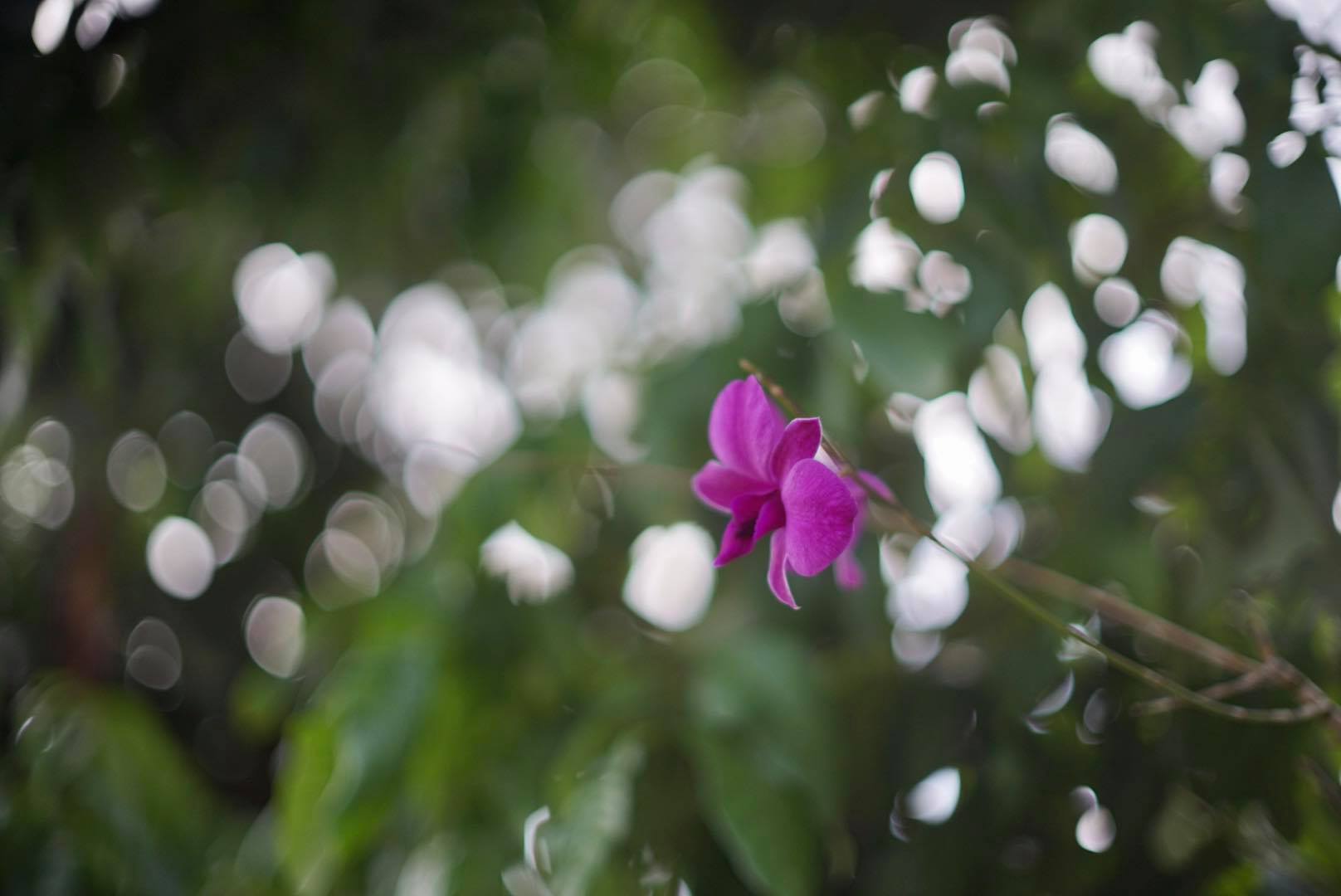 CANON LENS FL 50MM.F1.4 FL MOUNT