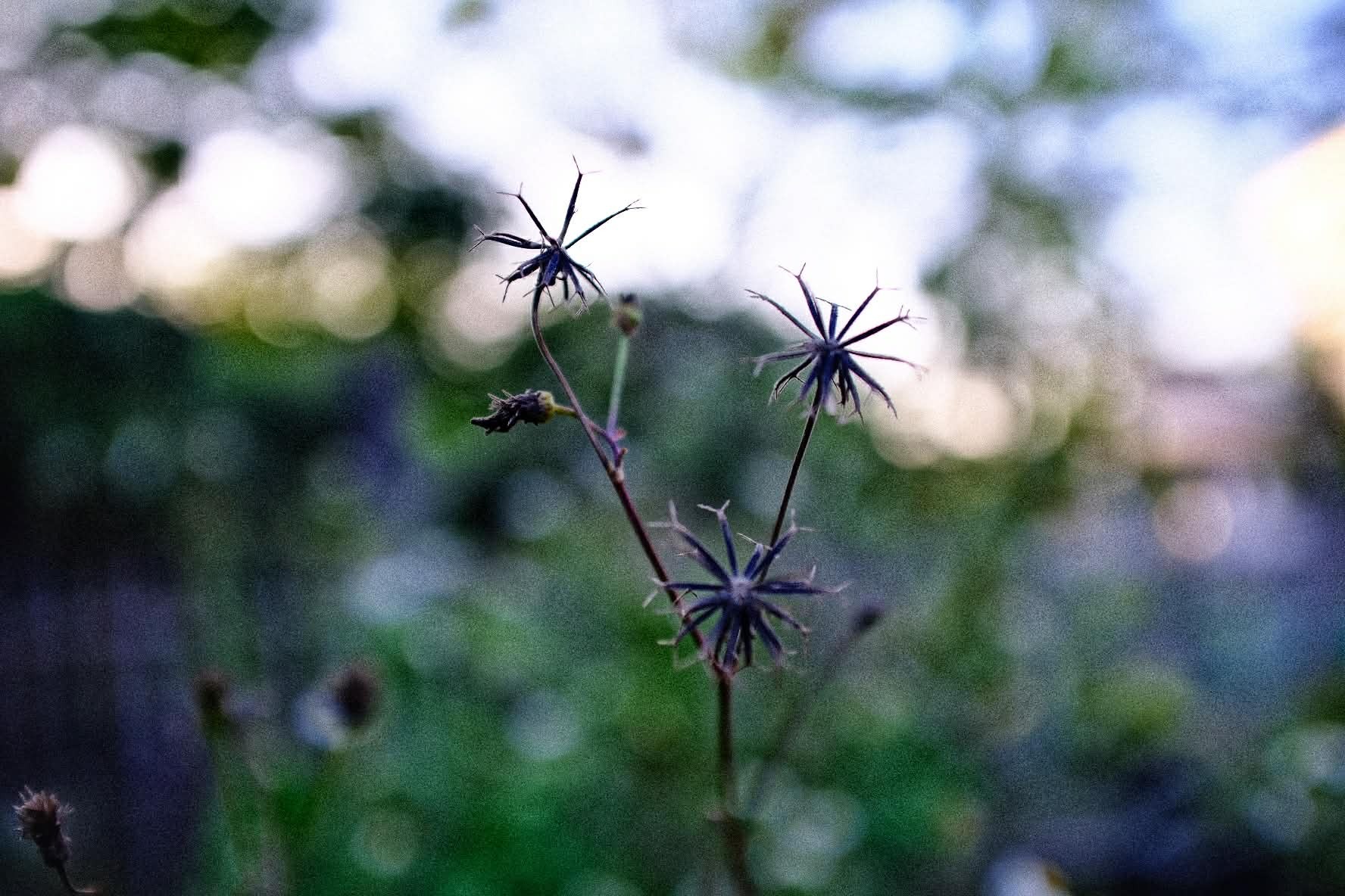 NIKON AF NIKKOR 28-85MM.F3.5-4.5 MACRO NIKON AIS MOUNT