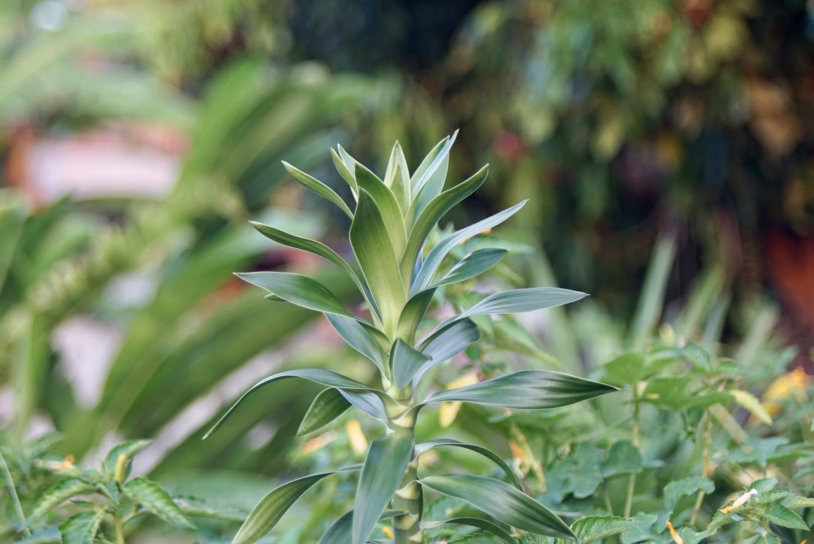 SIGMA ZOOM-MASTER 35-70MM.F2.8-4 MULTI COATED MACRO OM MOUNT