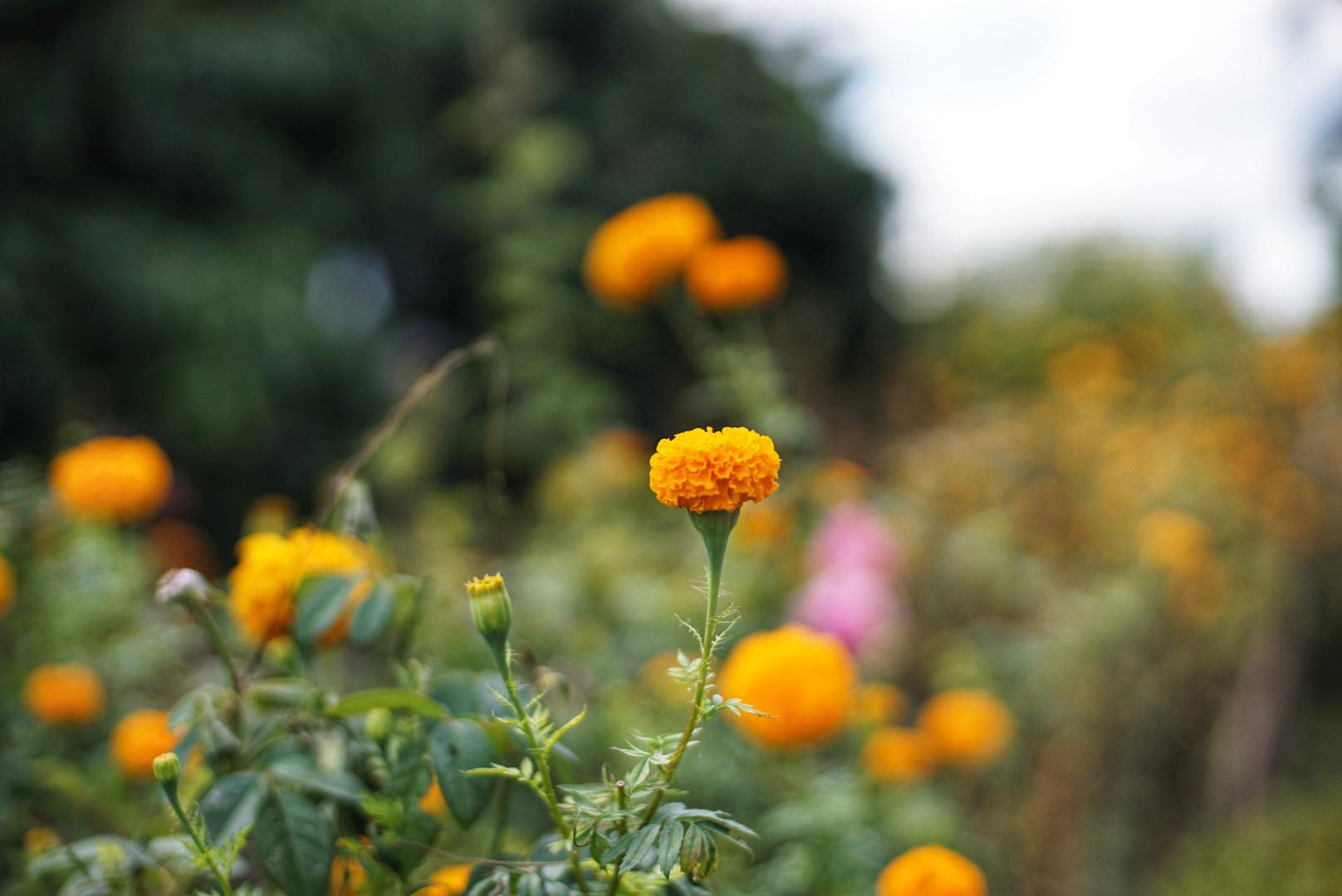 NIKON AF NIKKOR 50MM.F1.4D AIS MOUNT(NO.5)