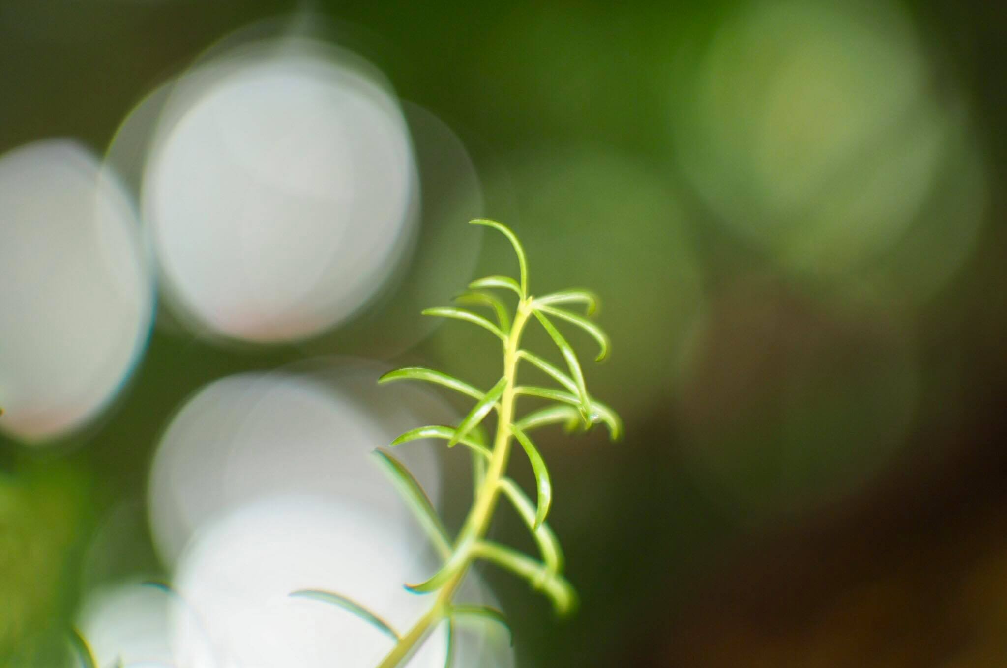 16KP-50MM.F1.2 MODIFY M4/3 MOUNT