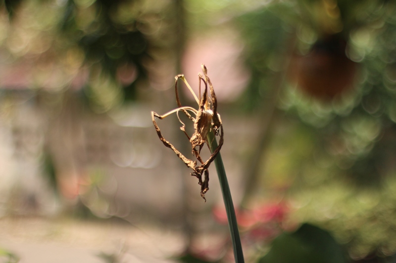 SUPER TAKUMAR 50MM.F1.4 M42 MOUNT