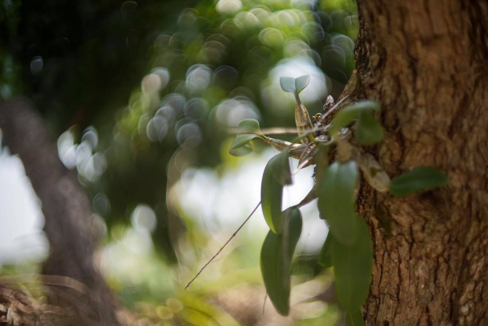 AUTO REVUENON 55MM.F1.4 M42 MOUNT