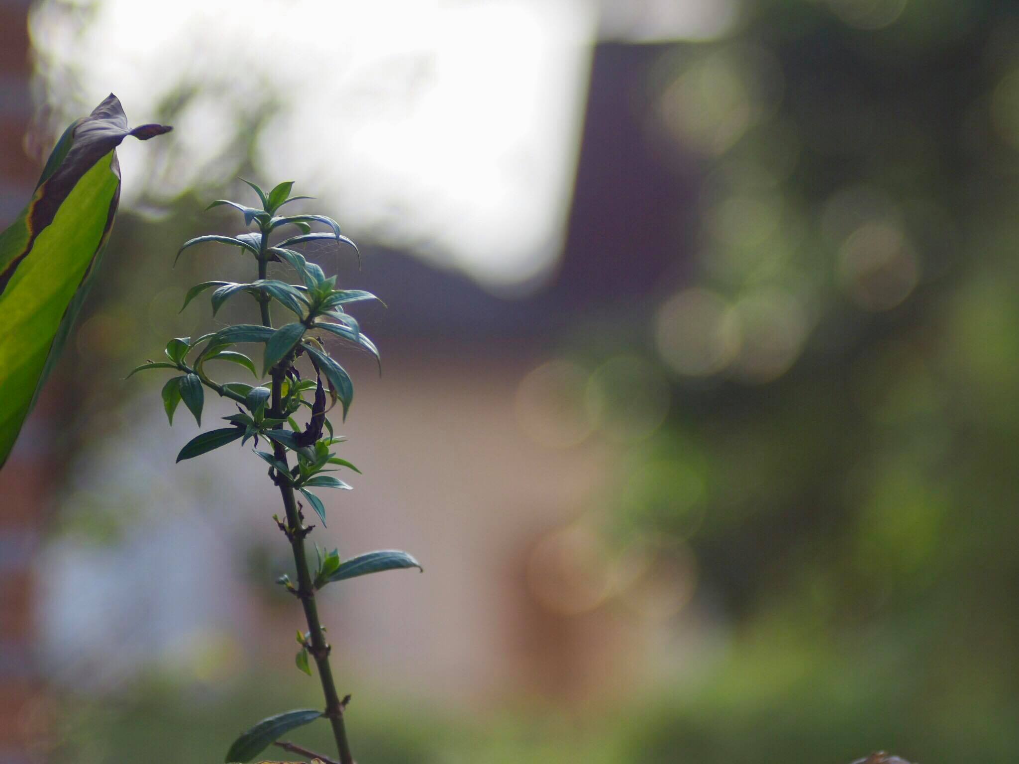 NIKKOR-Q Auto 135MM. F3.5 NON Ai MOUNT