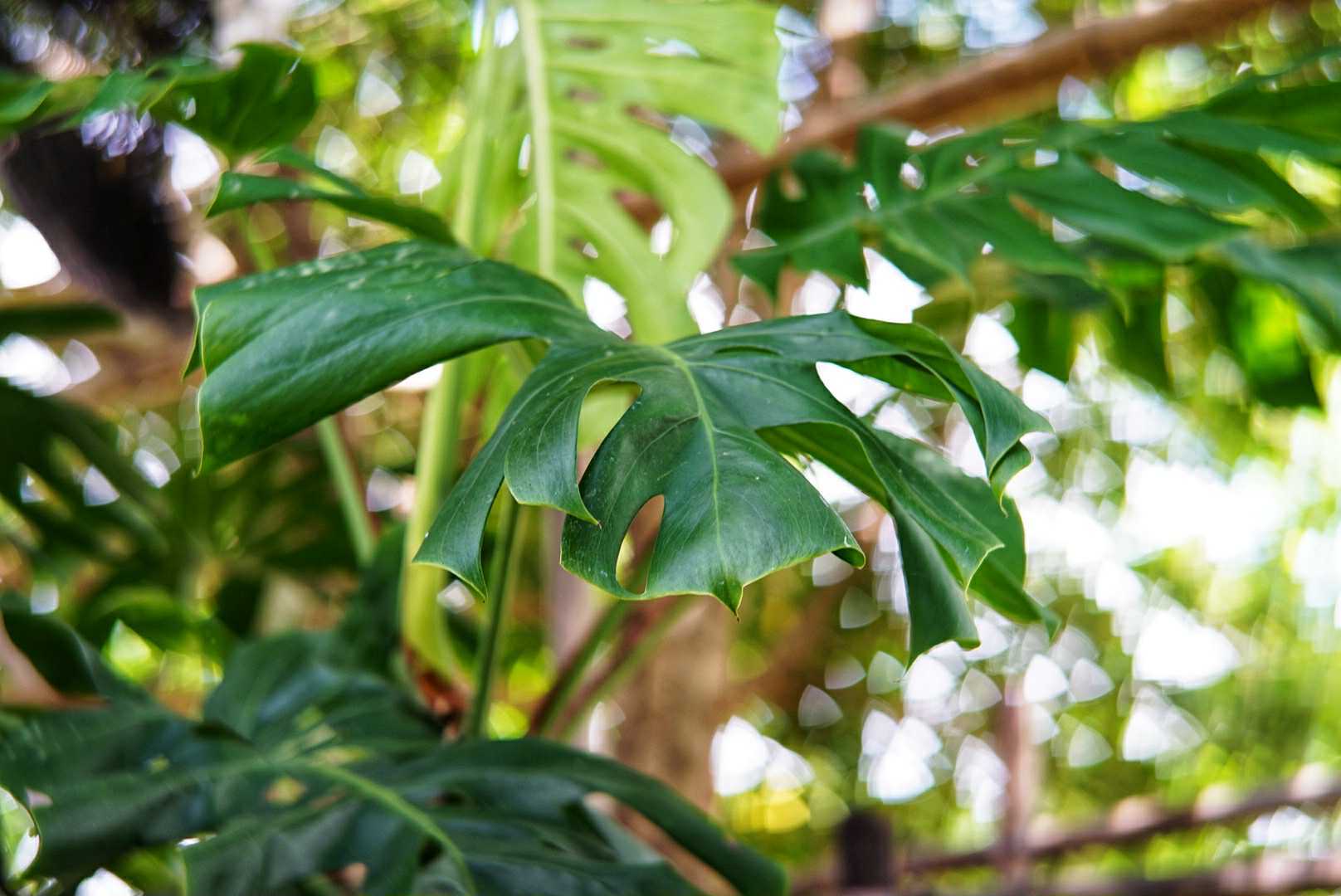 COSMICAR TELEVISION LENS 50MM.F1.4 C MOUNT