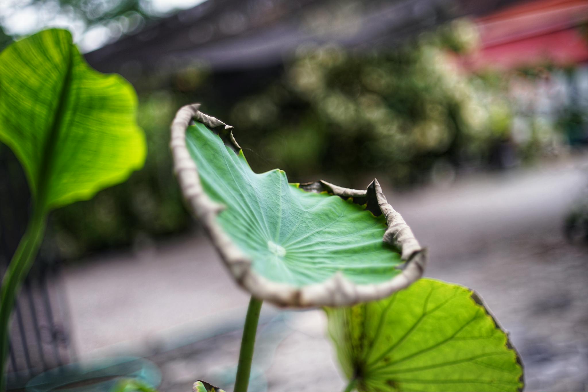 X-FUJINON 50MM.F1.9 FM FUJICA X MOUNT