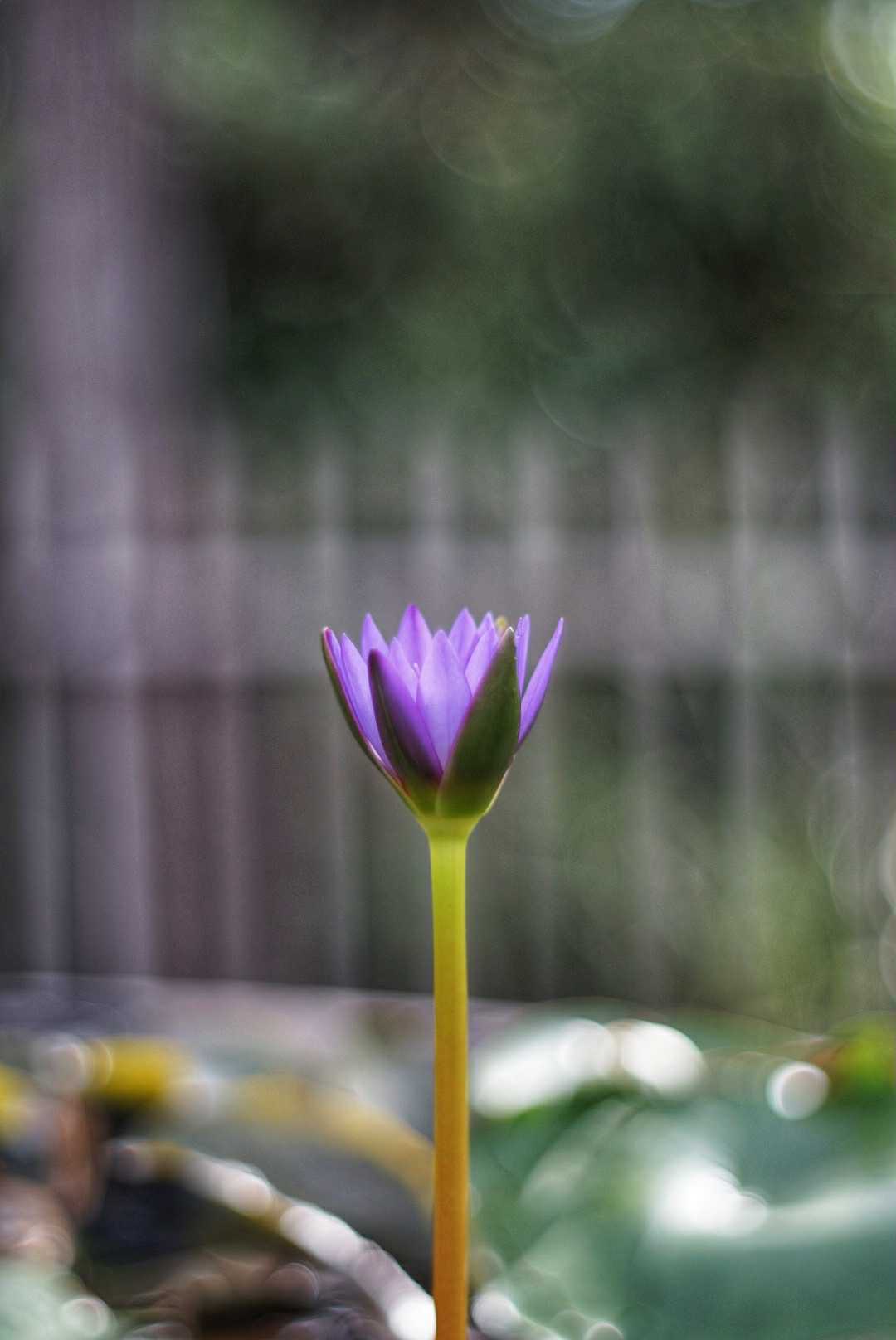 PENTACON AUTO 50MM.F1.8 MULTI COATING M42 MOUNT