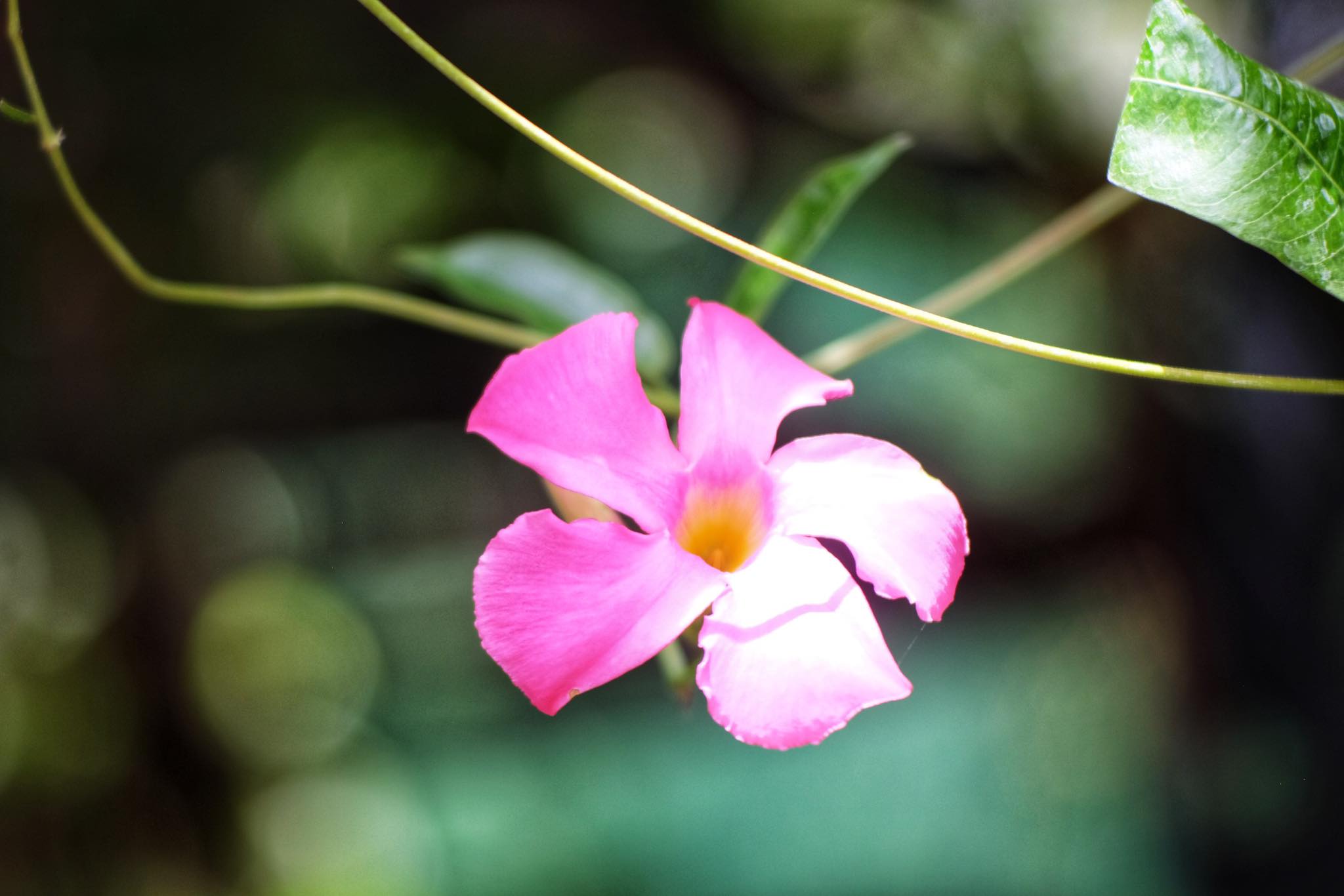 SANKYO KOKI JAPAN KOMURA 105MM.F2.5 NIKON NON AI MOUNT