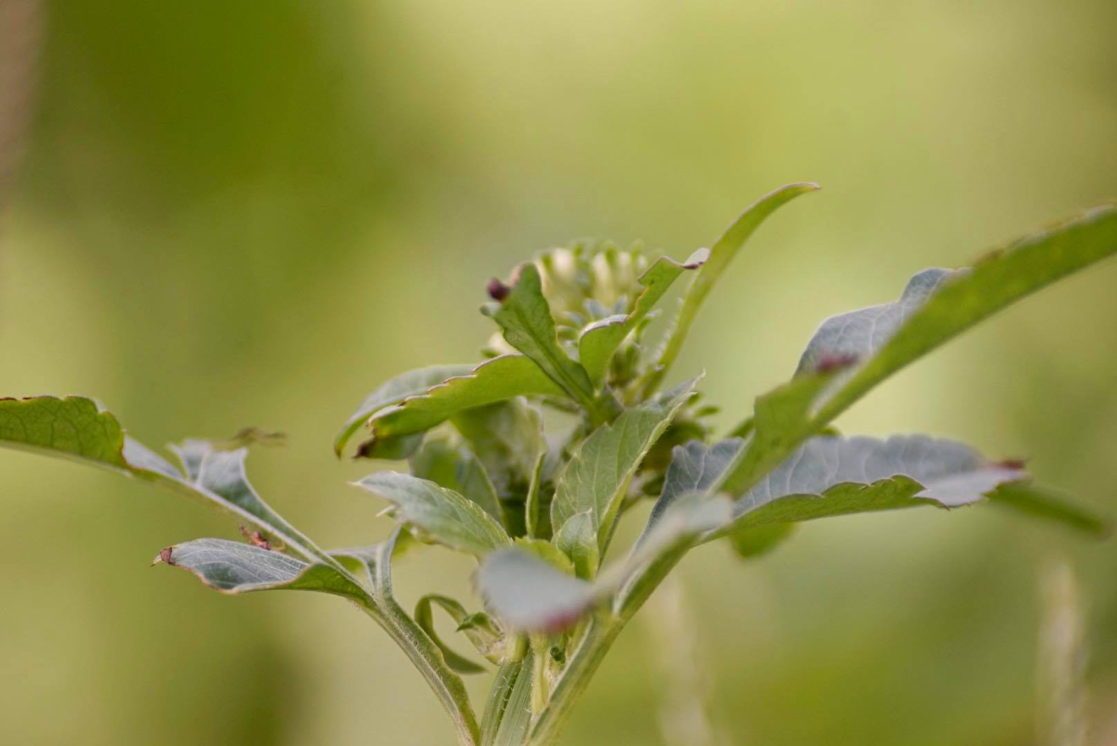 SIGMA 70-300 F4-5.6 DL MACRO PK MOUNT