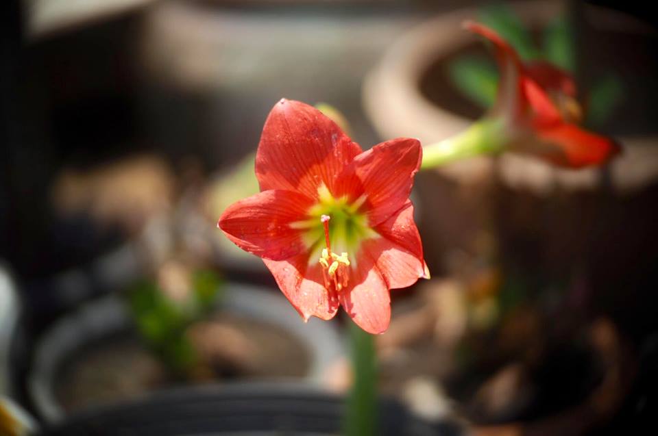 CANON TV LENS PHF 35MM.F1.2 MODIFY M4/3 MOUNT