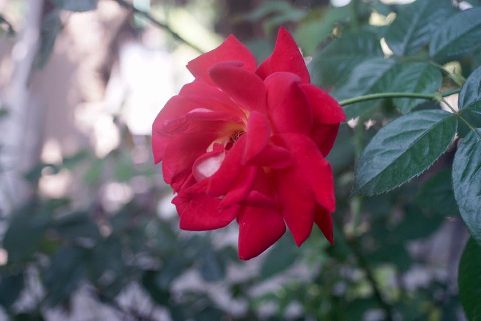 KONICA HEXANON AR 28MM. F3.5 AR MOUNT