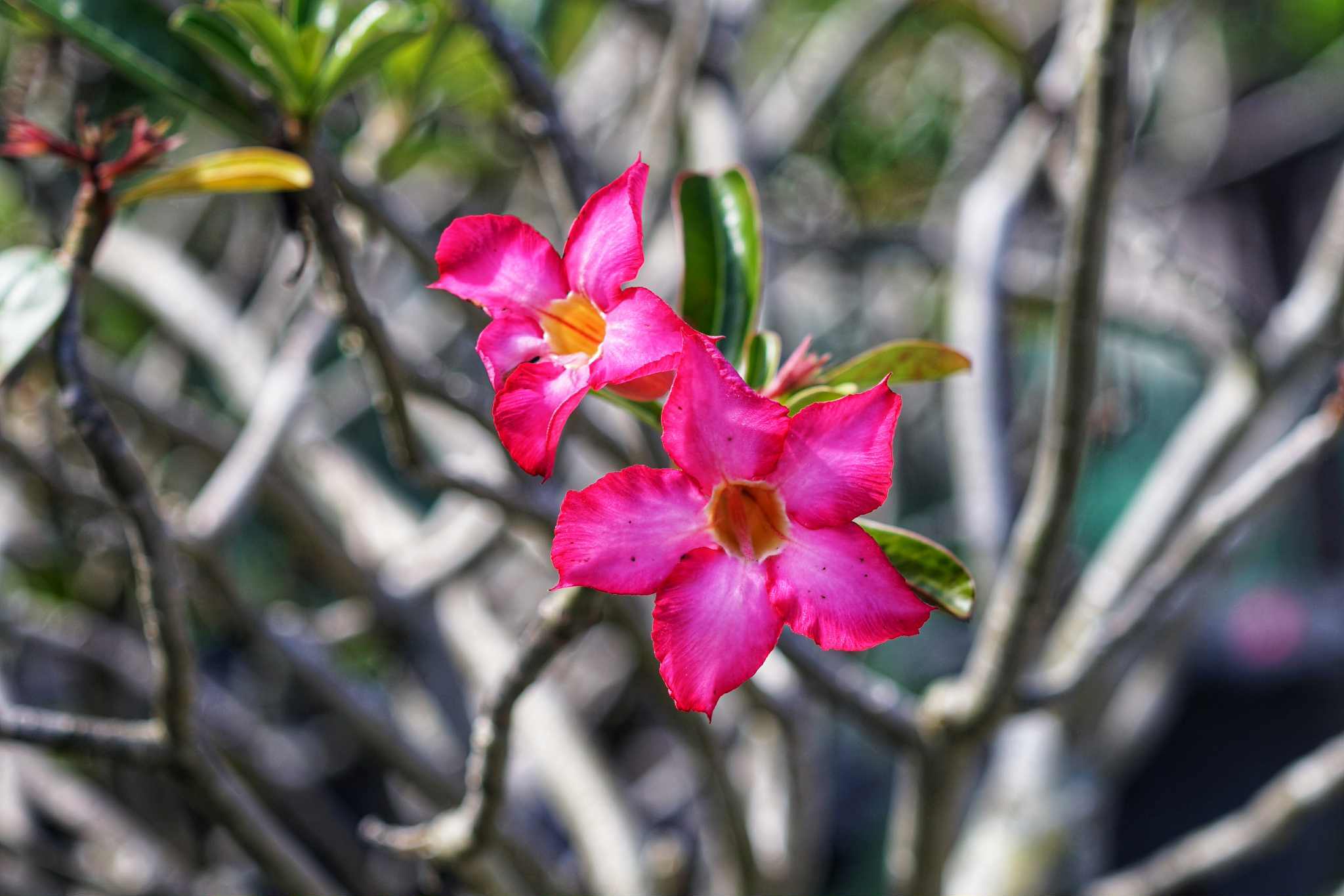 ERNST LEITZ GMBH WETZLAR ELMAR 90MM.F4 LEICA M MOUNT