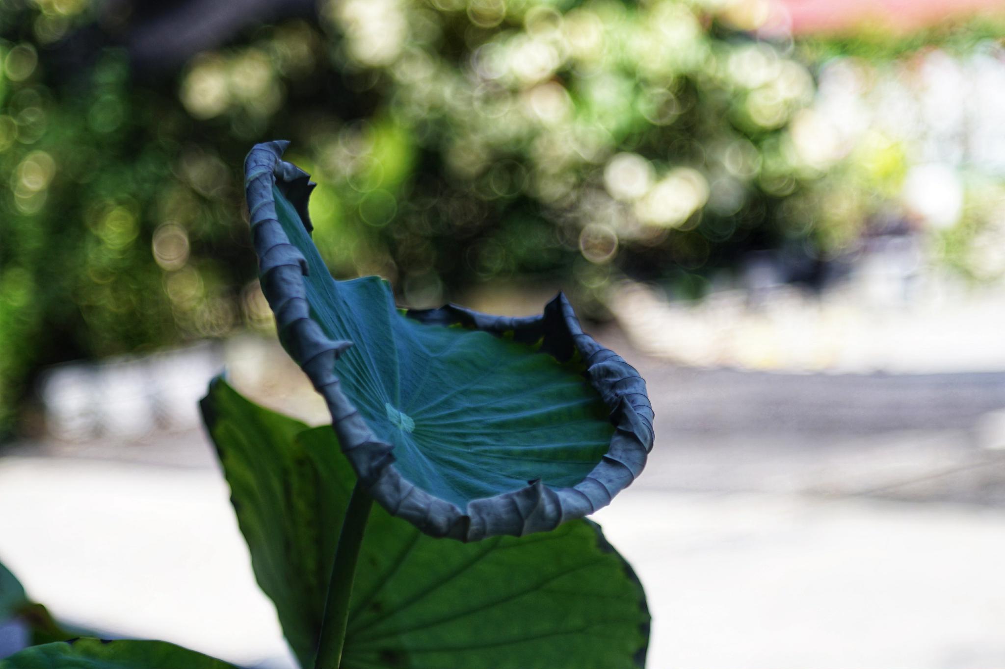 CARL ZEISS JENA DDR TESSAR 50MM.F2.8 M42 MOUNT