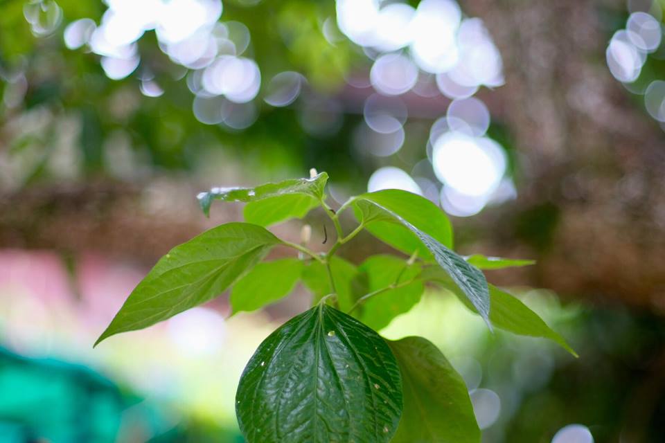SMC PENTAX-M 50MM.F1.4 PK MOUNT