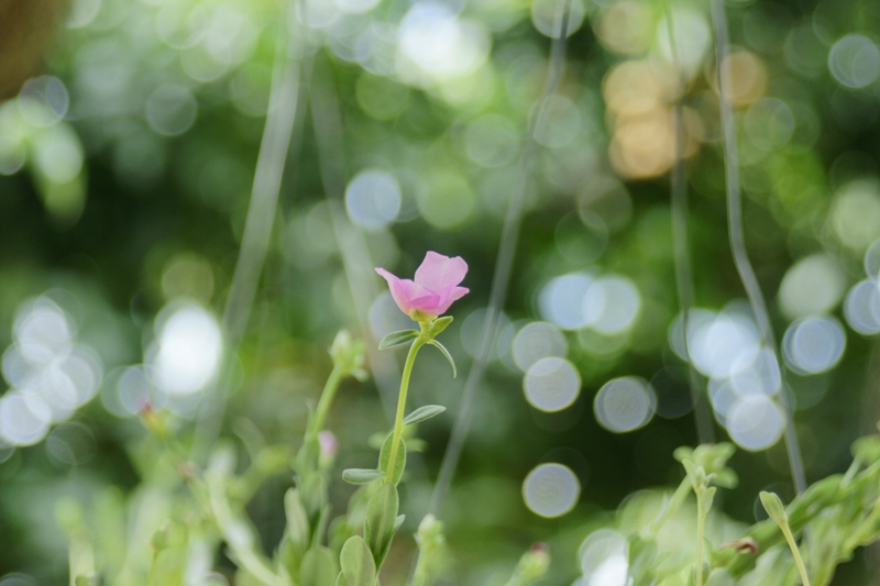 MINOLTA AF ZOOM 24-85MM.F3.5(22)-4.5 SONY A MOUNT