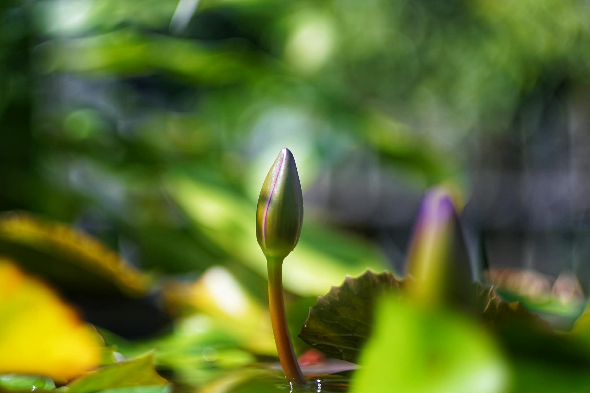 KOWA SUPER PROMINAR 63.5MM.F1.9 MODIFIED SONY E MOUNT