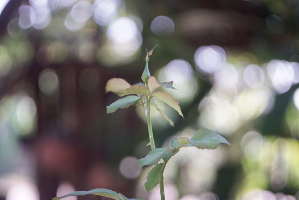 KOWA 50MM. F1.9 Modifly E Mount(Nex)