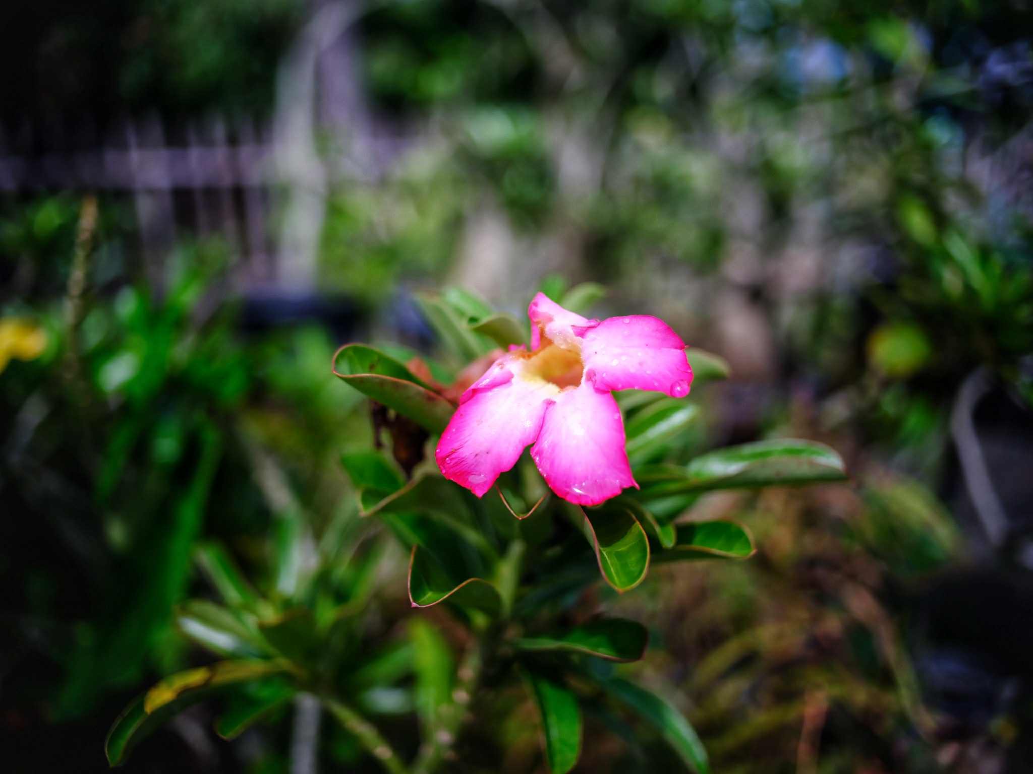 NIKON LENS SERIES E 35MM.F2.5 NIKON AIS MOUNT