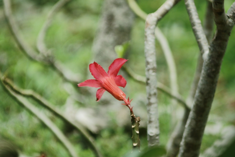 MINOLTA AF 75-300MM.F4.5-5.6 SONY A MOUNT