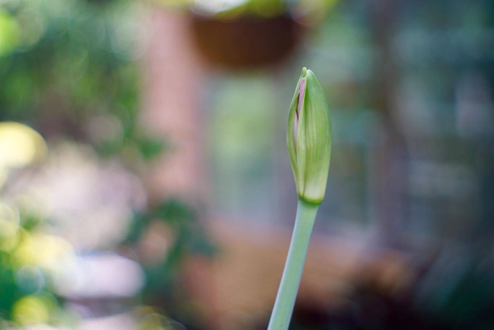 SMC PENTAX-M 50MM.F2 PK MOUNT