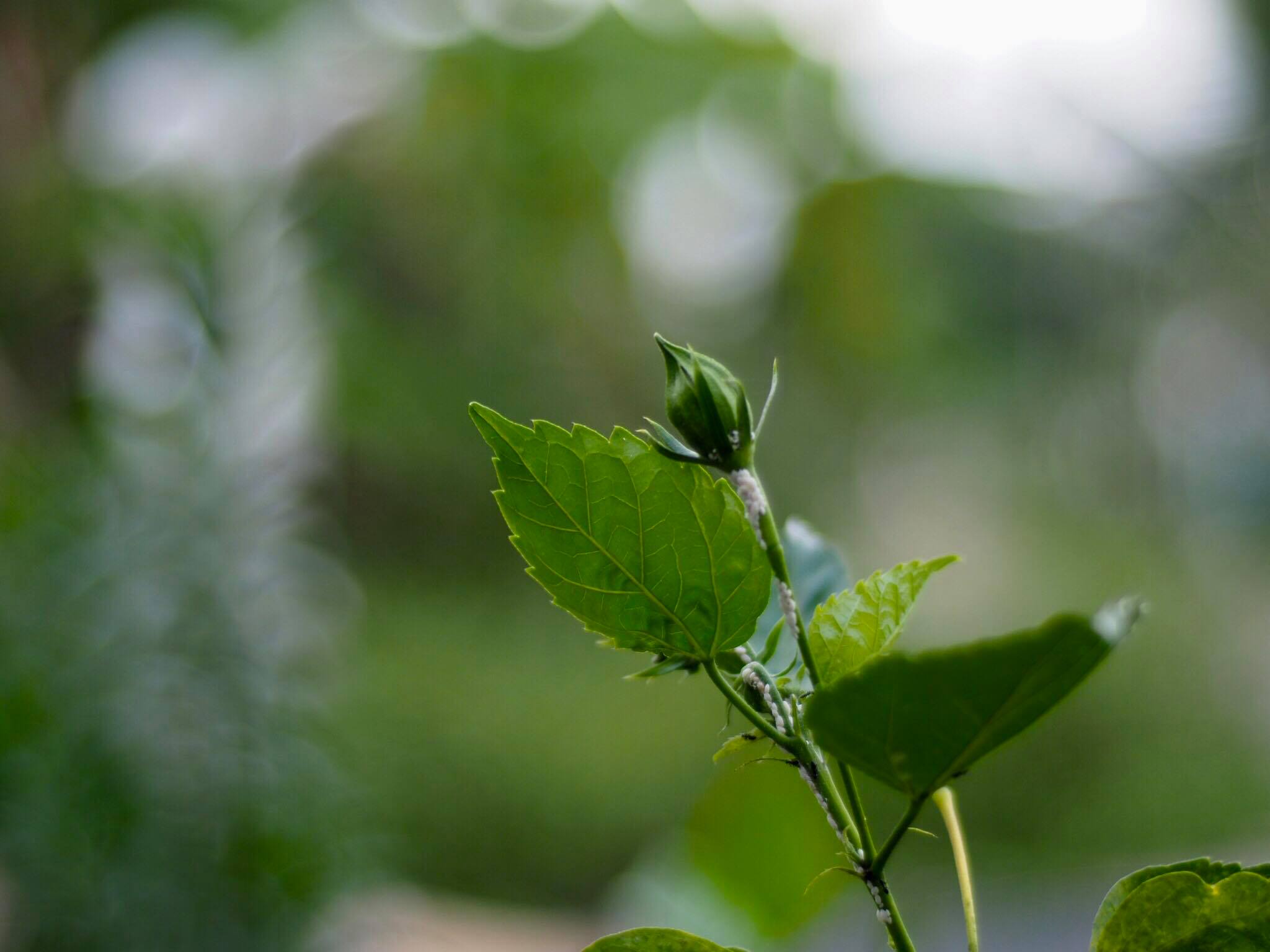 NIKON SERIES E LENS 50MM.F1.8 NIKON AIS MOUNT