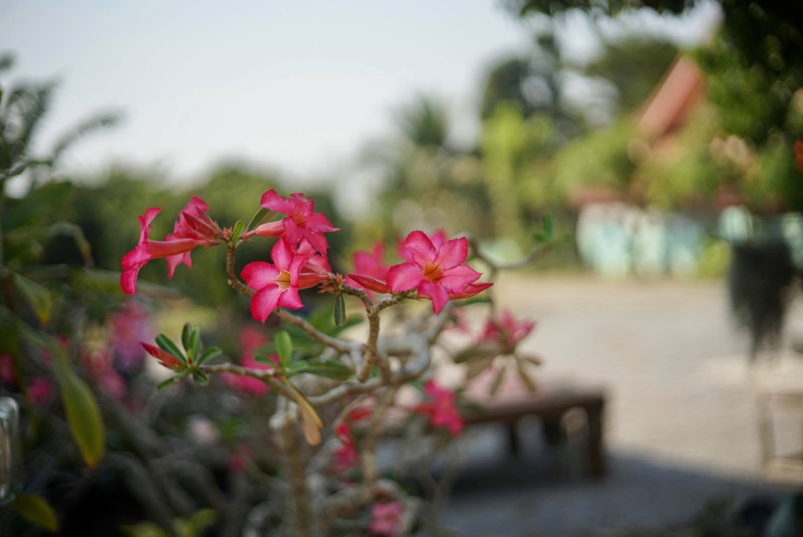 CANON LENS 50MM.F1.8 CANON M39(LTM) MOUNT