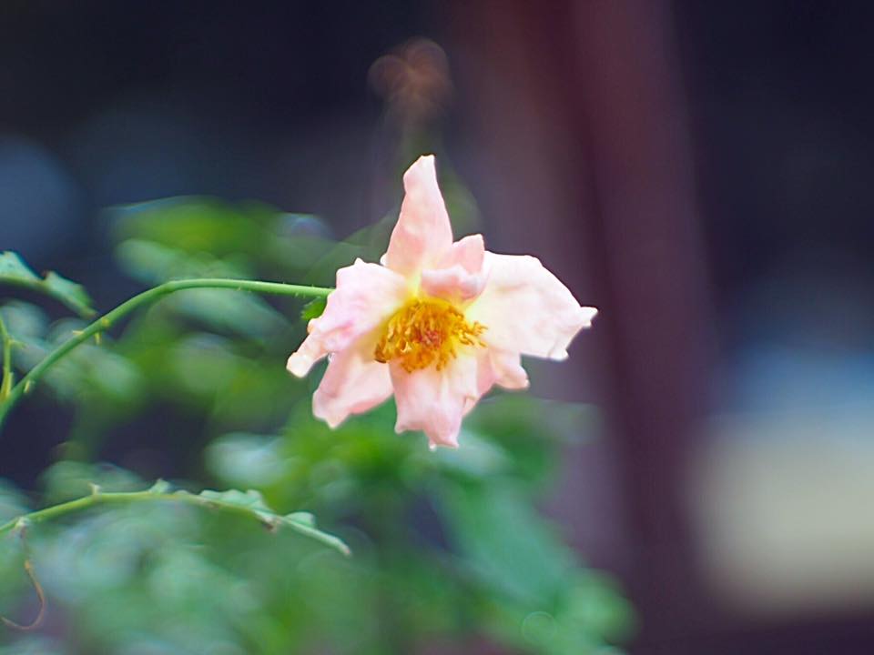 JUPITER-9 85MM.F2 M39 MOUNT