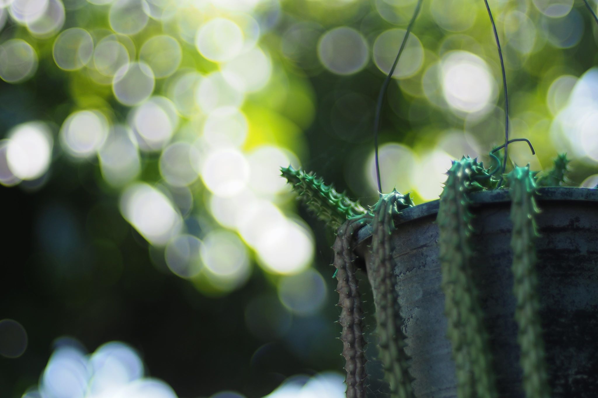 NIKON NIKKOR 50MM.F1.4 AI MOUNT