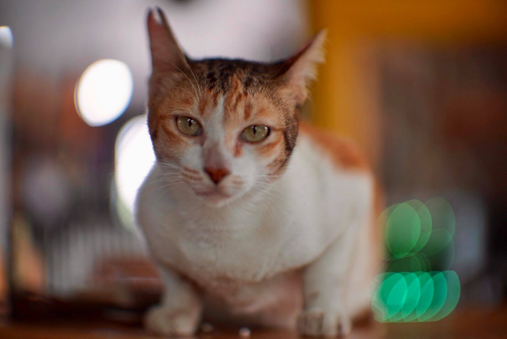 16KP-50MM.F1.2 MODIFLY E MOUNT
