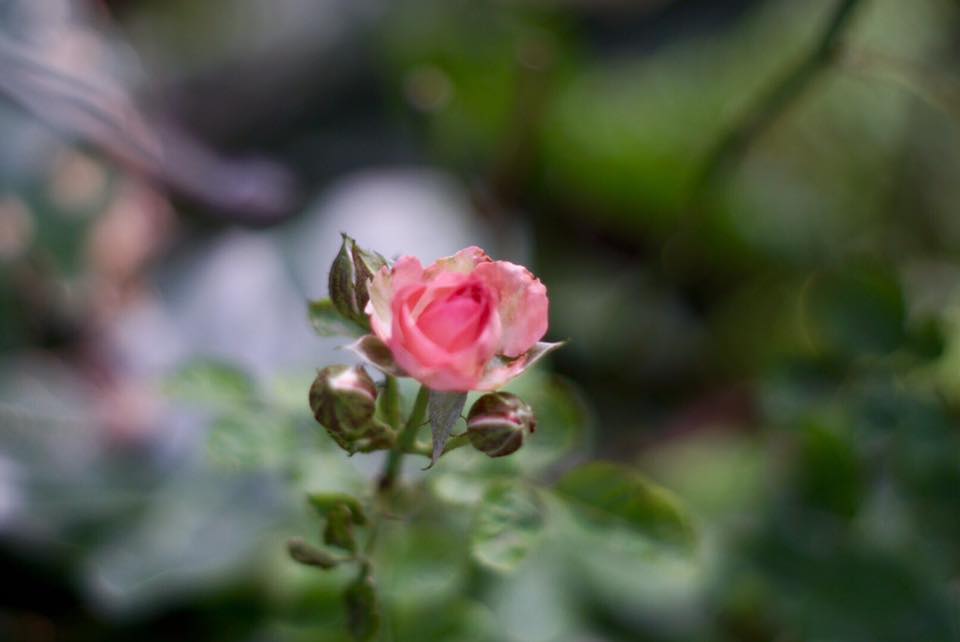 Super Takumar 55mm. F1.8 M42 mount