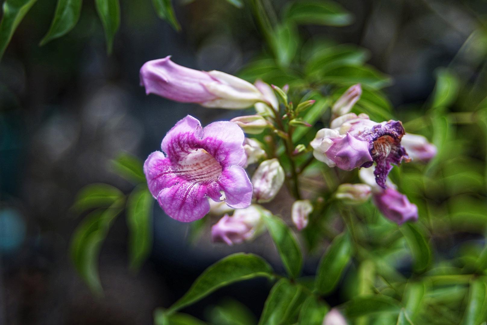 SMC PENTAX-M ZOOM 40-80MM.F2.8-4 MACRO