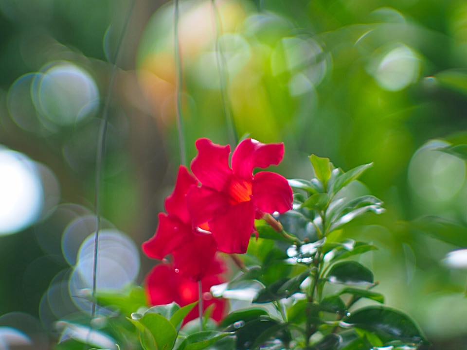 JUPITER-9 85MM.F2 M39 MOUNT