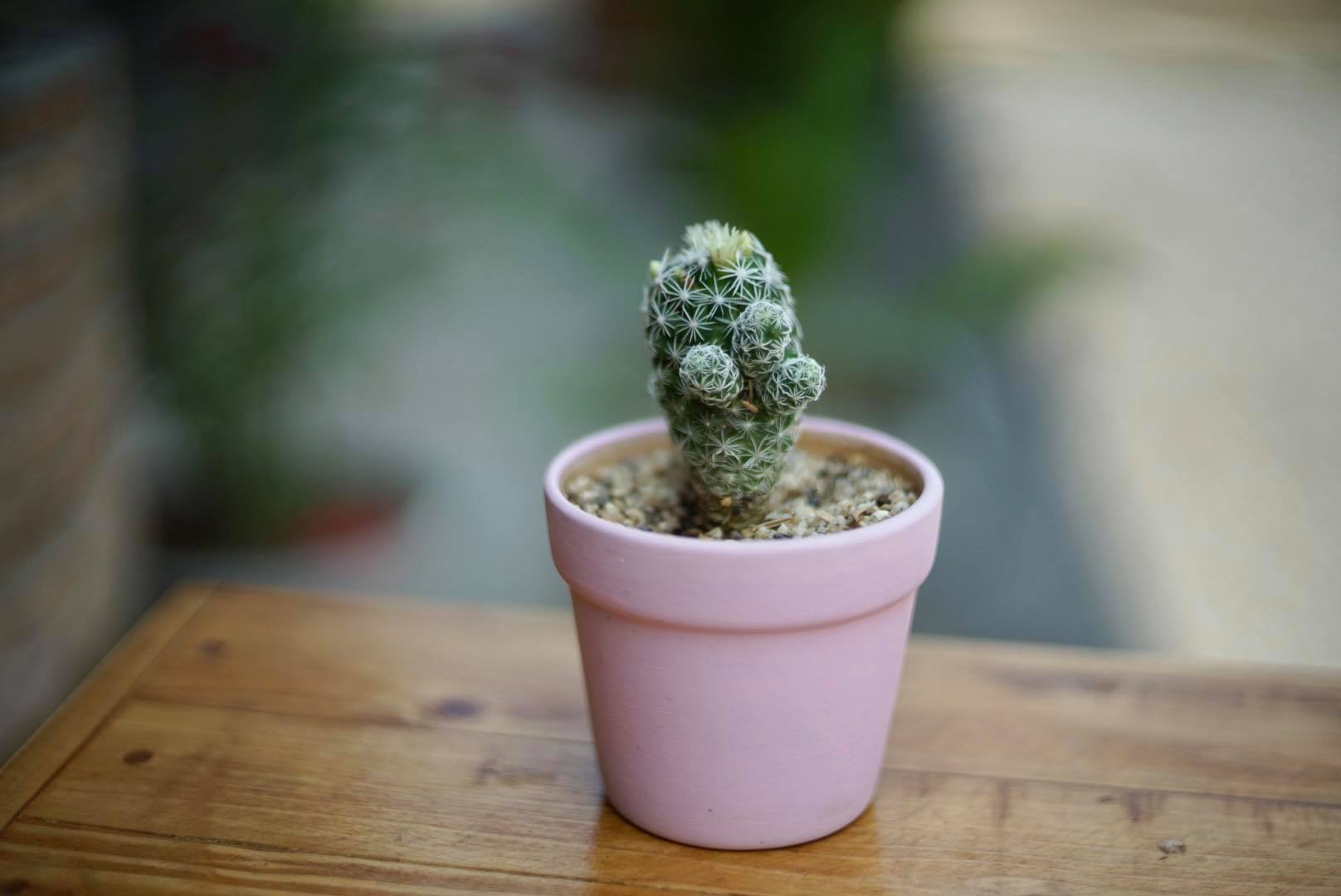 AUTO REVUENON 55MM.F1.4 M42 MOUNT