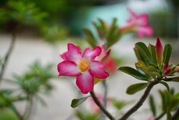 Olympus G.Zuiko Auto-S 40mm. F1.4 Pen F Mount