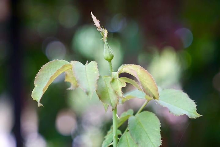 MINOLTA MC MACRO ROKKOR 50MM. F3.5 MD MOUNT