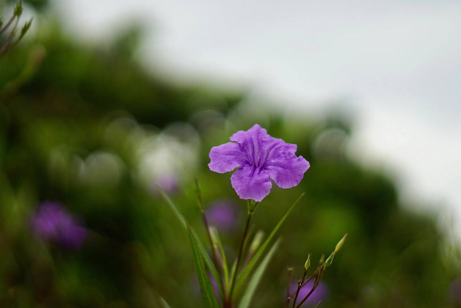 MINOLTA MC ROKKOR-PF 55MM F1.7