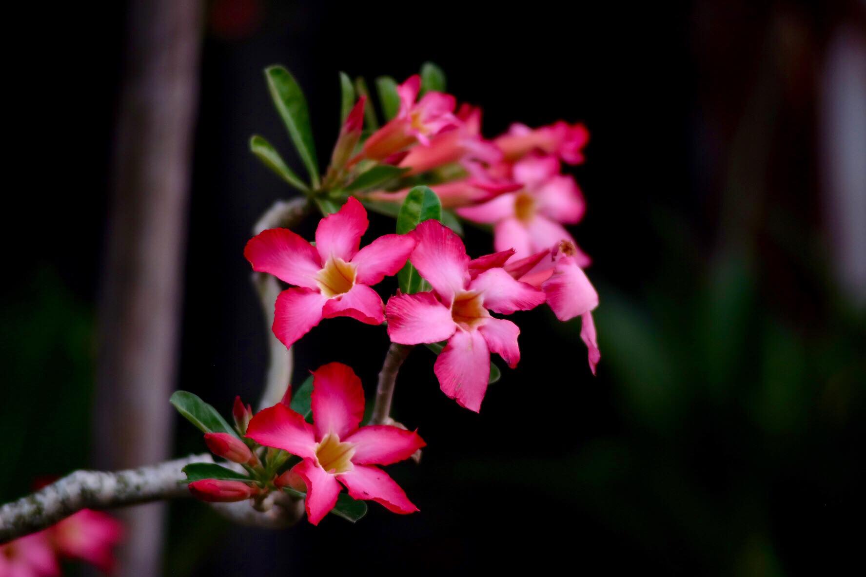 SMC PENTAX-M ZOOM 75-150MM.F4 PK MOUNT