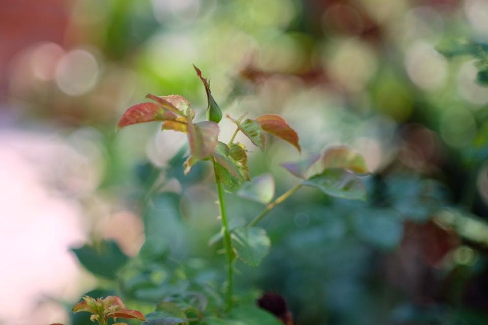 SUPER-TAKUMAR 55MM. F1.8 M42 MOUNT