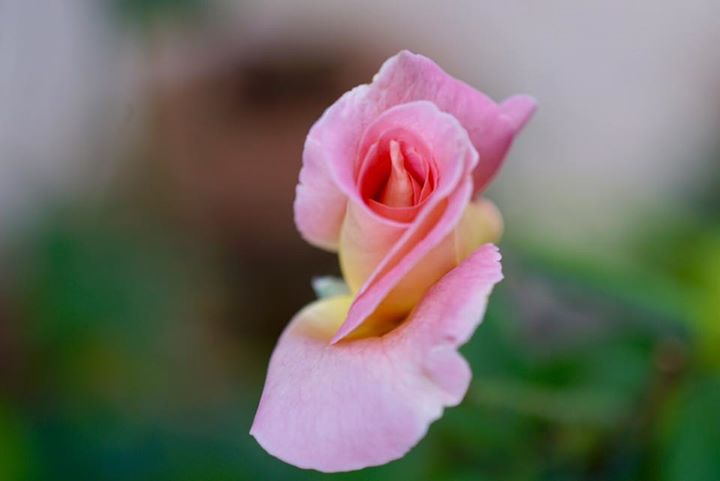 MINOLTA MC MACRO ROKKOR 50MM. F3.5 MD MOUNT