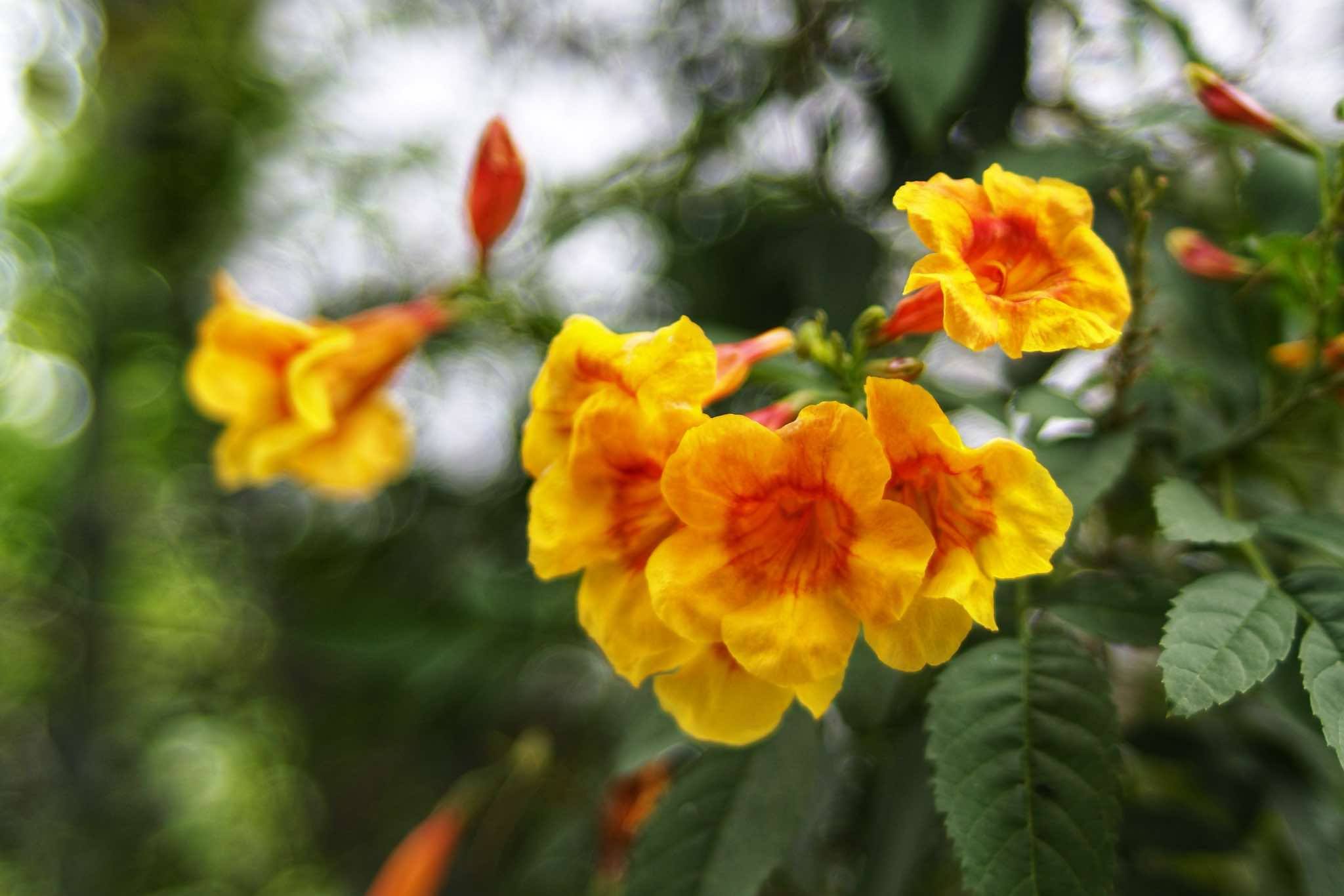 NIKON NIKKOR 28MM.F2 AIS MOUNT