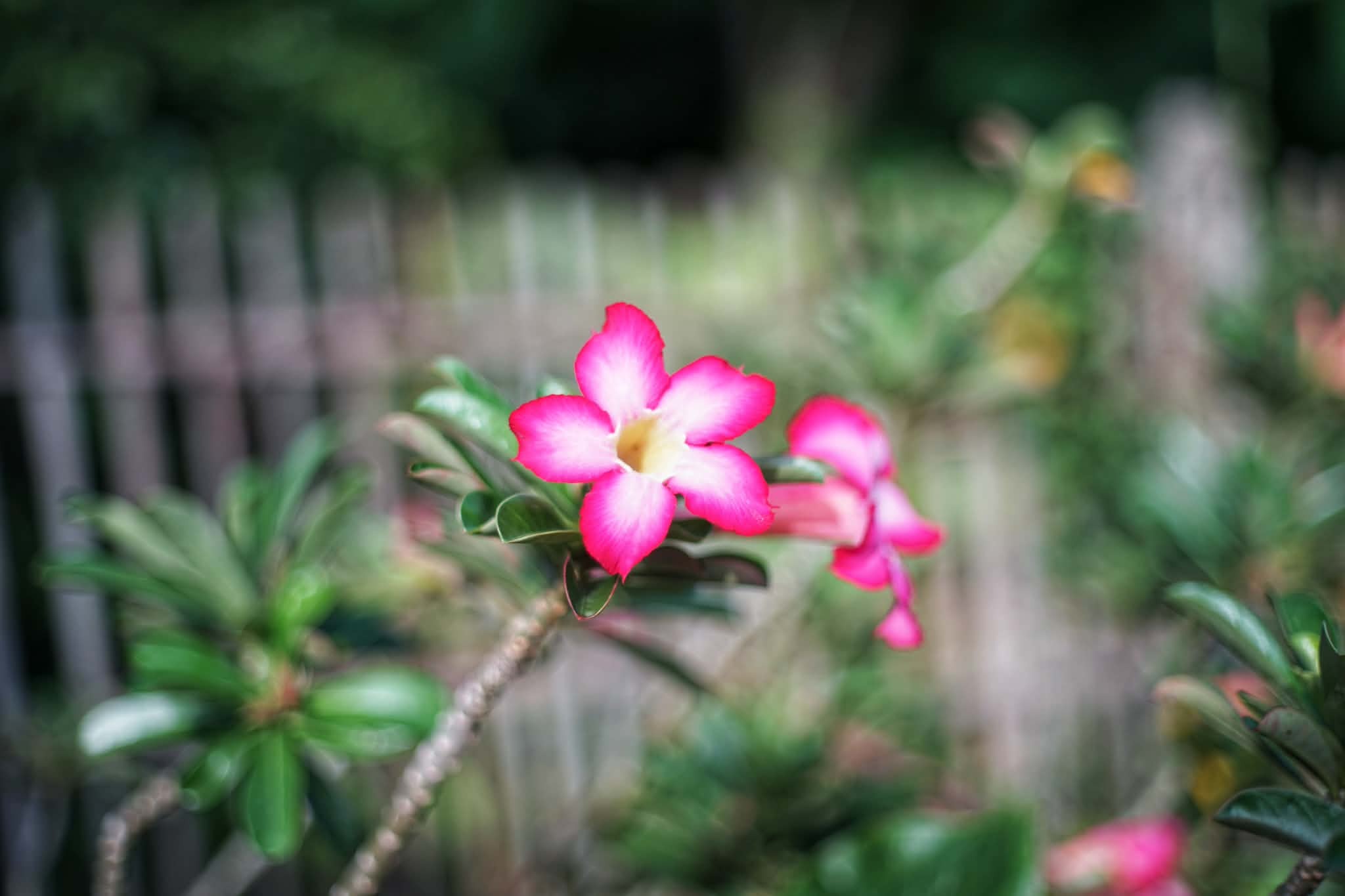 CANON LENS EX 50MM.F1.8 MODIFIED M39 MOUNT