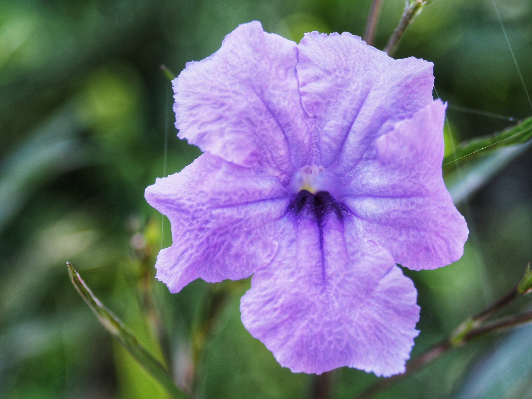 CARL ZEISS JENA TASSAR 35MM.F3.5 T MODIFIED M39 MOUNT (RF COULPING)