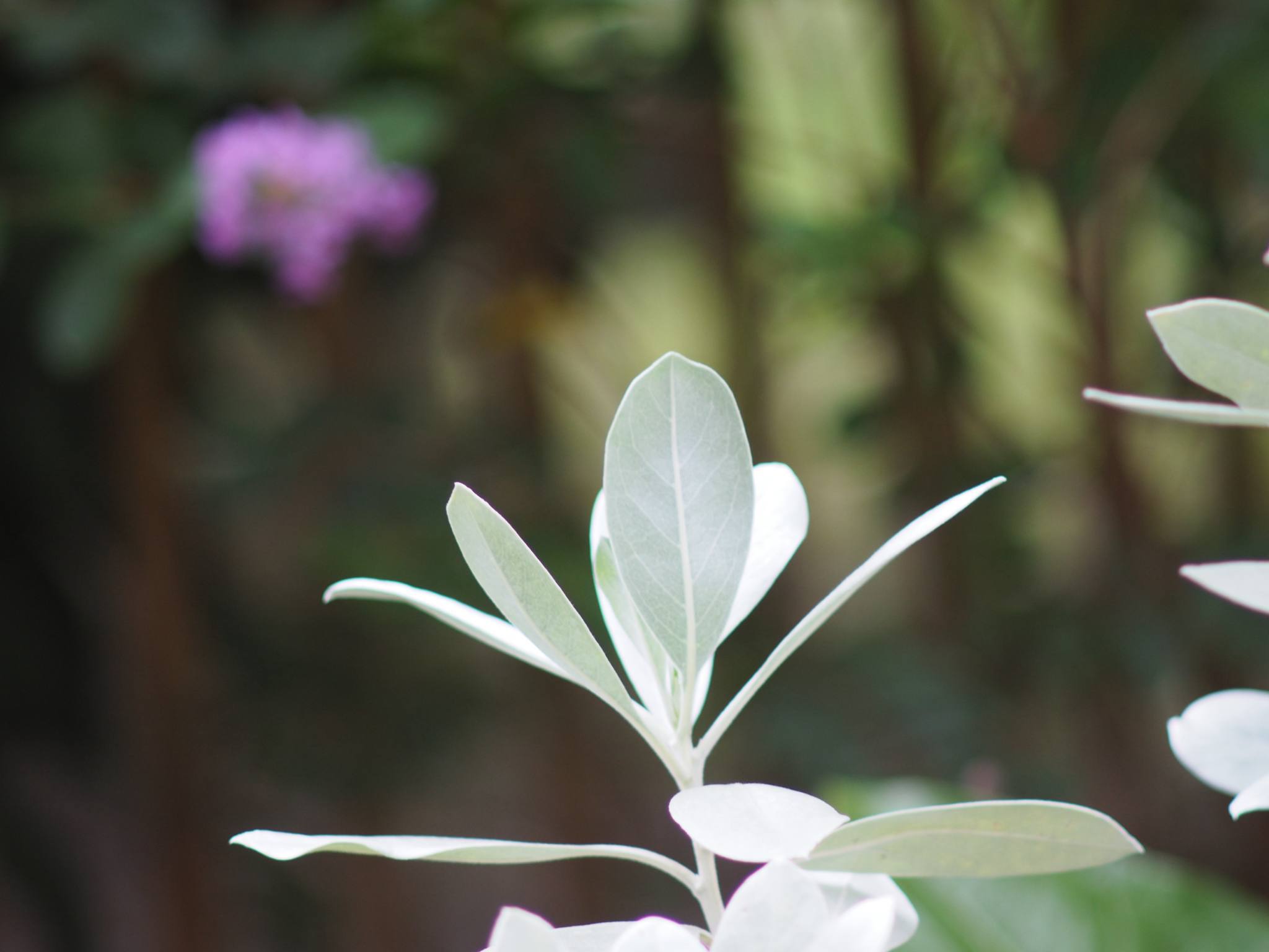 MINOLTA MD TELE ROKKOR 135MM.F3.5 MD MOUNT