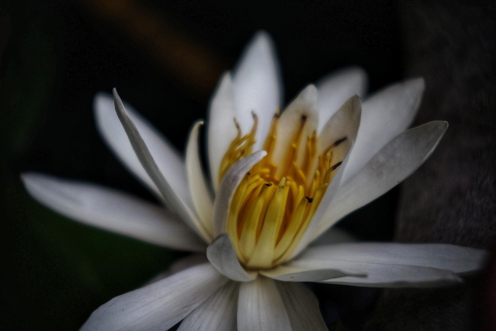 เลนส์ผสม ชุดหน้า KODAK CINE EXTAR LENS 102MM.F2.7 ชุดหลัง TOPCOR 44MM.F2