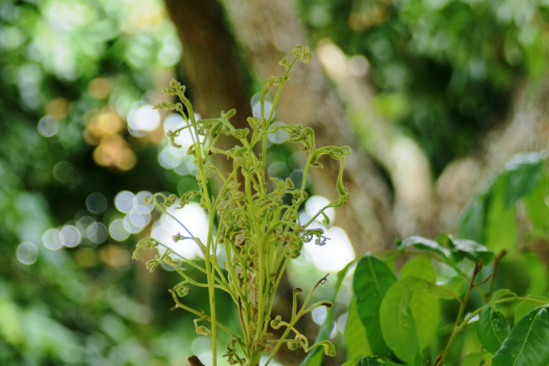 MINOLTA AF ZOOM 24-85MM.F3.5(22)-4.5 SONY A MOUNT