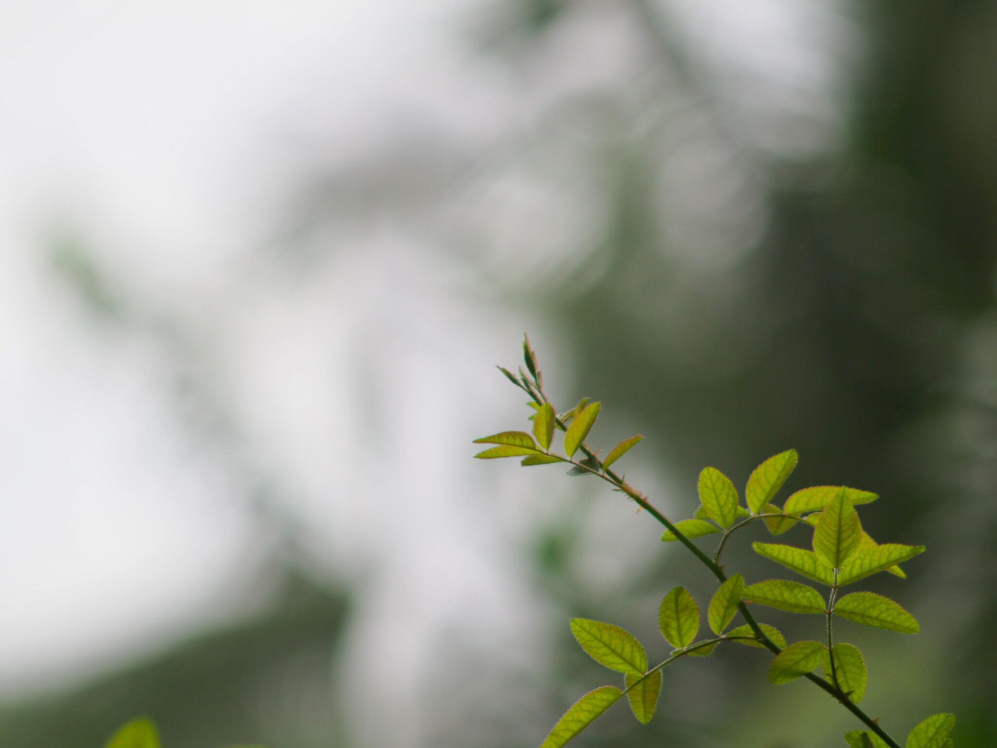 MINOLTA MC TELE ROKKOR-PE 200MM. F.4.5 MD MOUNT