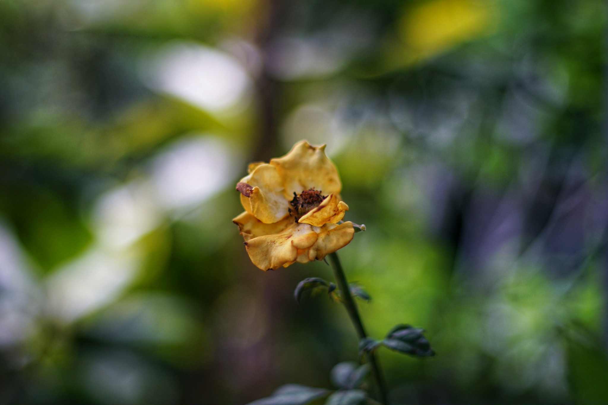 SMC PENTAX 50MM.F1.4 PK MOUNT