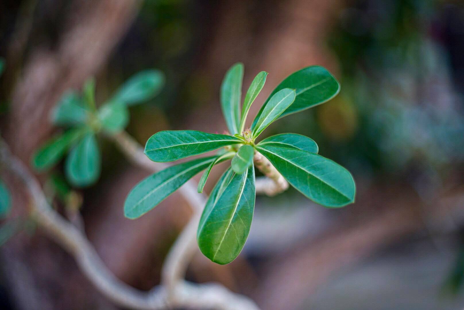 CANON LENS EX 50MM.F1.8 MODIFY M39 MOUNT