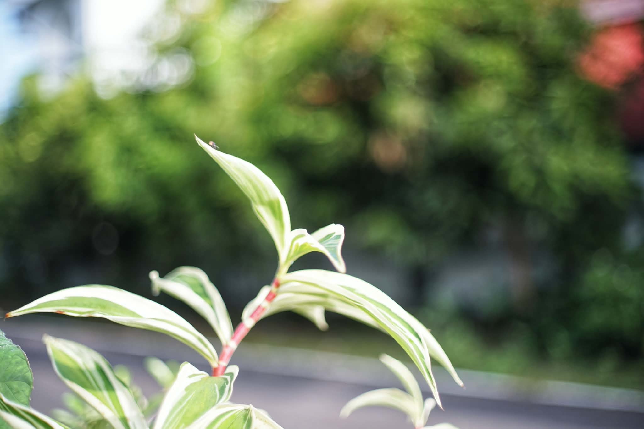 CANON LENS EX 50MM.F1.8 MODIFIED M39 MOUNT